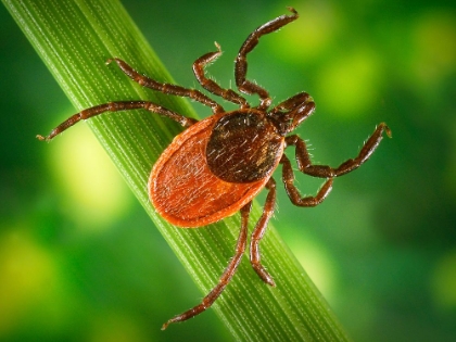 Picture of BLACKLEGGED TICK