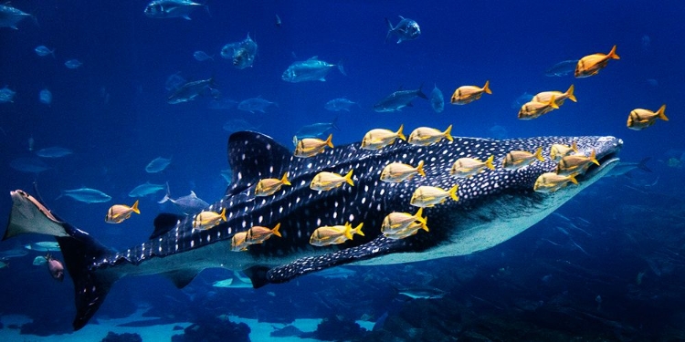 Picture of WHALE SHARK