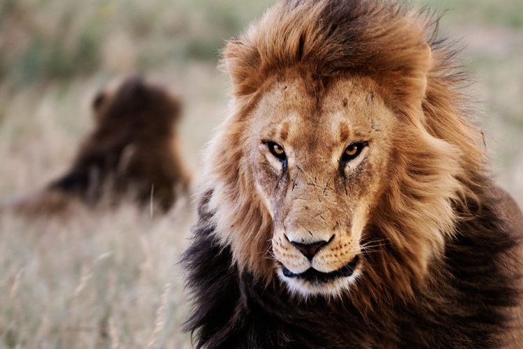 Picture of LIONS IN THE GRASS