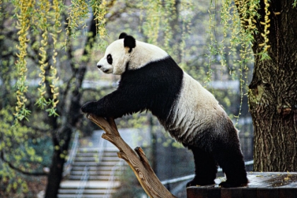 Picture of GIANT PANDA II