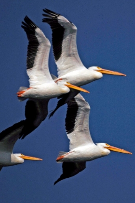 Picture of FLOCK OF WHITE PELICANS