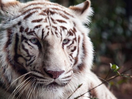 Picture of WHITE BENGAL TIGER