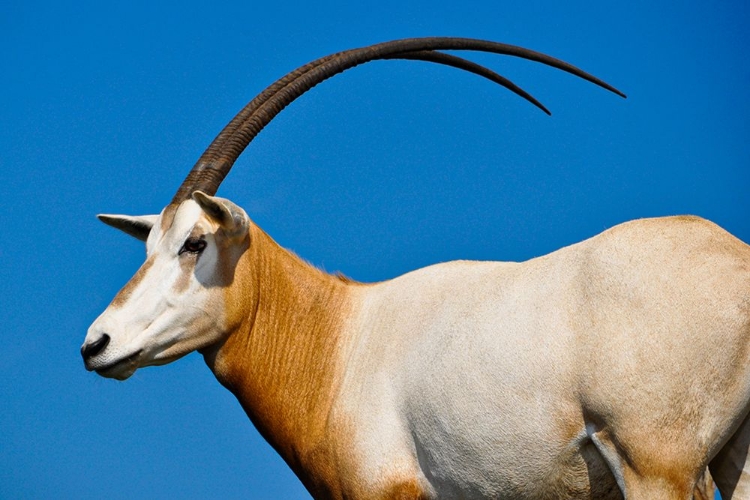 Picture of SCIMITAR-HORNED ORYX