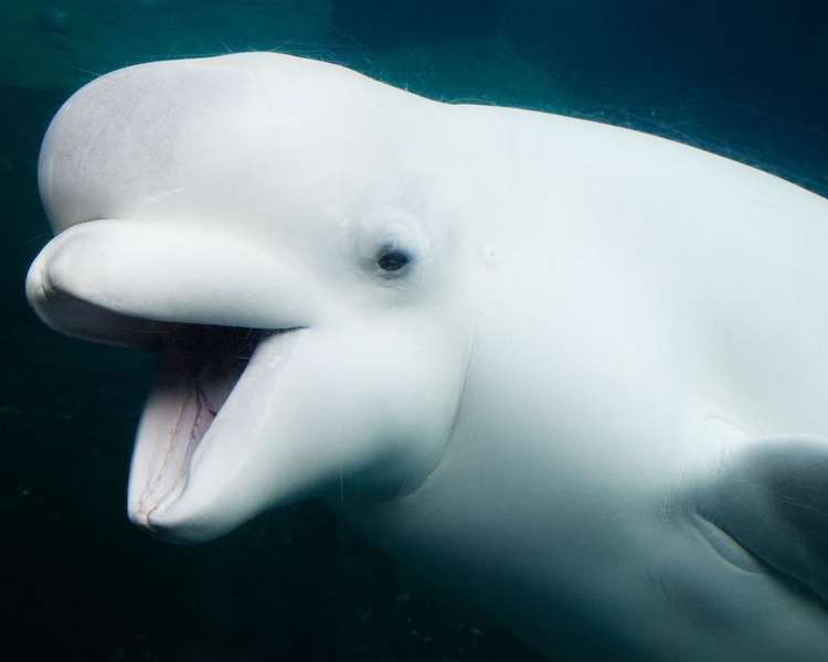 Picture of BALUGA WHALES