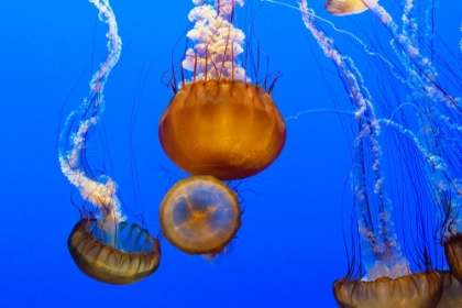 Picture of JELLYFISH II