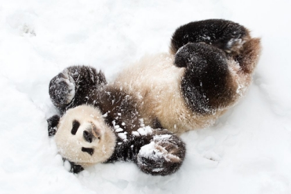 Picture of GIANT PANDA III