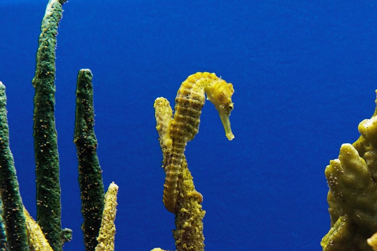 Picture of SEAHORSE