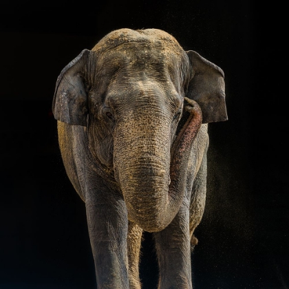 Picture of ASIAN ELEPHANT