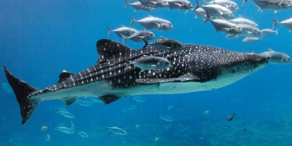 Picture of WHALE SHARK II