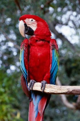 Picture of PARROT ON A TREE