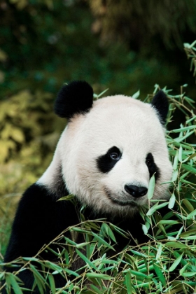 Picture of GIANT PANDA V