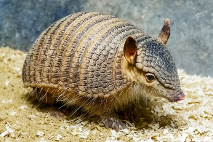 Picture of SCREAMING HAIRY ARMADILLO