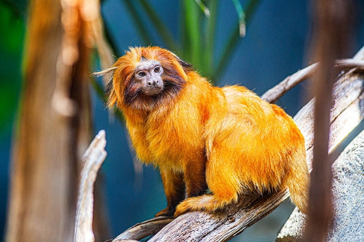 Picture of GOLDEN LION TAMARIN