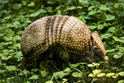 Picture of THREE-BANDED ARMADILLO