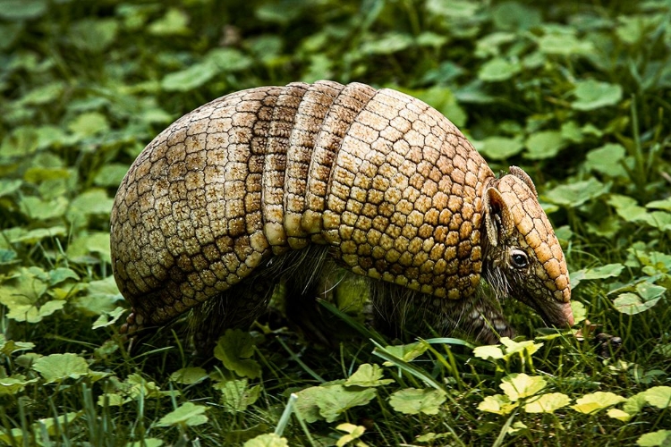 Picture of THREE-BANDED ARMADILLO