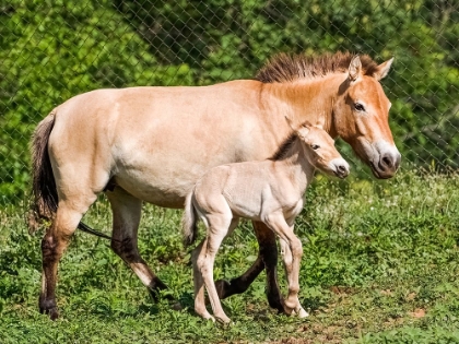 Picture of HORSE