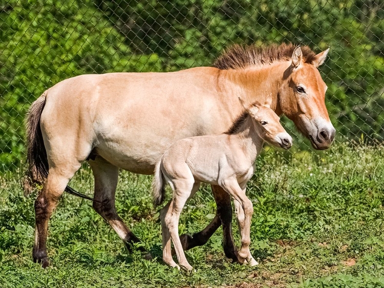 Picture of HORSE