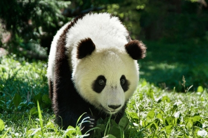 Picture of GIANT PANDA VI