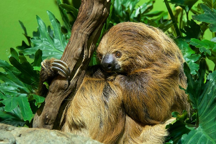 Picture of LINNES TWO-TOED SLOTH