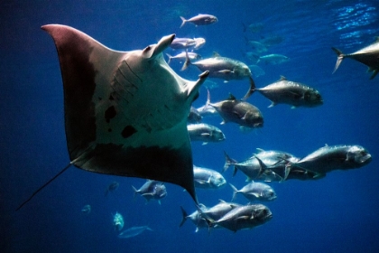 Picture of DEVIL RAY