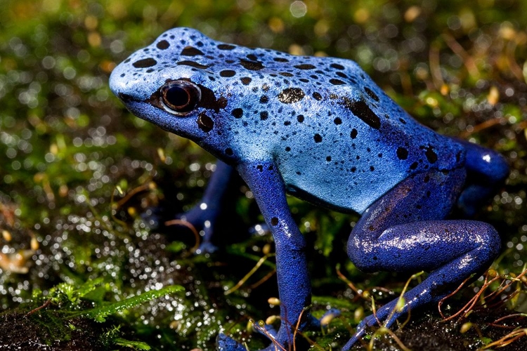 Picture of BLUE POISON FROG