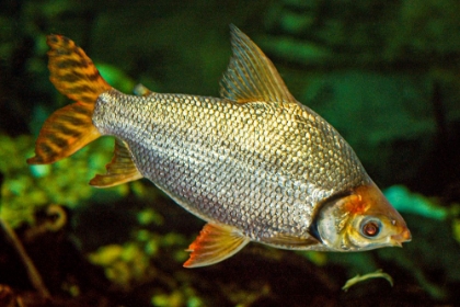 Picture of FLAGTAIL CHARACIN 