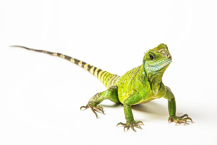 Picture of ASIAN WATER DRAGON