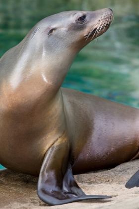 Picture of CALIFORNIA SEA LION 