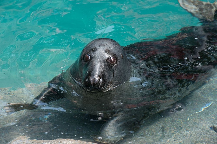 Picture of GRAY SEAL