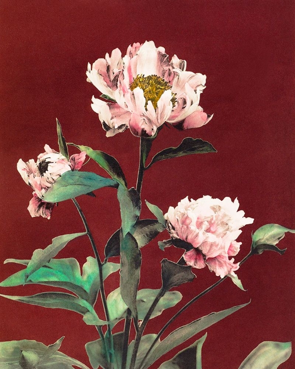 Picture of HAERDACEOUS PEONY