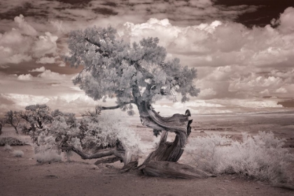 Picture of TWISTED TREE IN THE DESERT NEAR THE SALTON SEA-CALIFORNIA