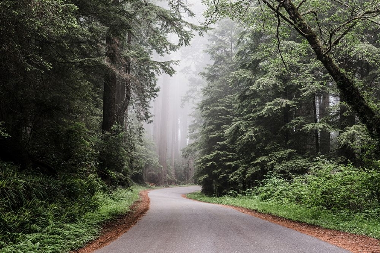 Picture of REDWOOD NATIONAL AND STATE PARK ON U.S. 101 IN NORTHERN CALIFORNIA