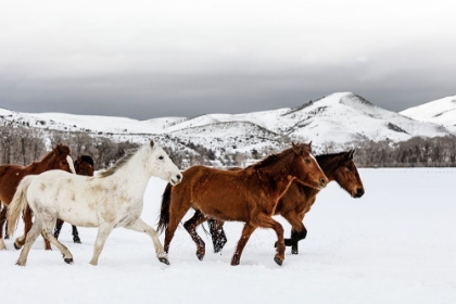 Picture of WILD AND DOMESTICATED HORSES-LADDER LIVESTOCK RANCH-WYOMING COLORADO BORDER