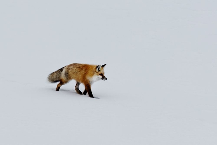 Picture of A RED FOX PROWLS FOR VOLES