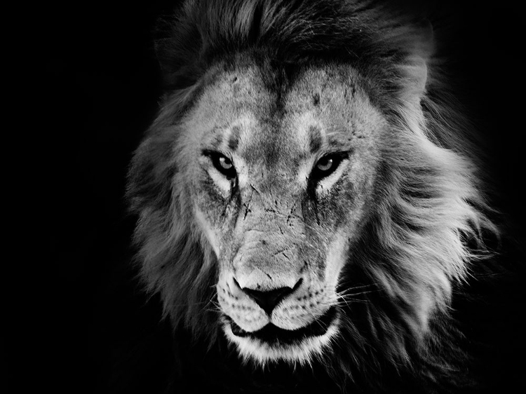 Picture of LIONS AT THE WILD ANIMAL SANCTUARY NEAR KEENESBURG-COLORADO