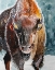 Picture of BISON BULL