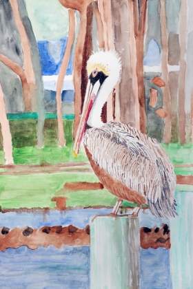 Picture of BROWN PELICAN