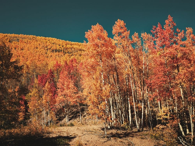 Picture of FALL ASPENS IN SAN JUAN COUNTY-COLORADO