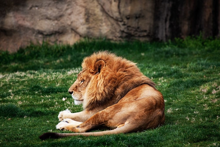 Picture of LIONS AT THE MONTGOMERY ZOO IN OAK PARK-ALABAMA