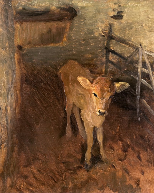 Picture of A JERSEY CALF 