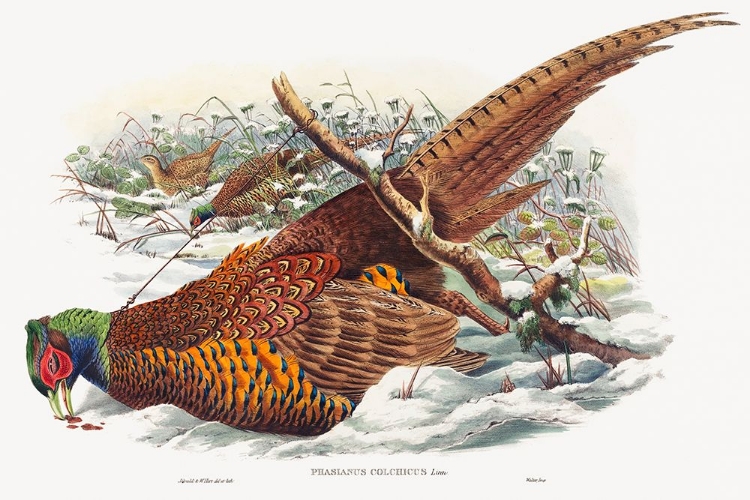 Picture of PHASIANUS COLCHICUS-RING-NECKED PHEASANT