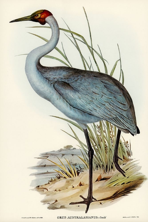 Picture of AUSTRALIAN CRANE-GRUS AUSTRALASIANUS