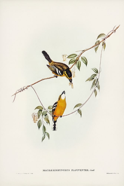 Picture of YELLOW-BREASTED FLYCATCHER-MACHAERIRHYNCHUS FLAVIVENTER