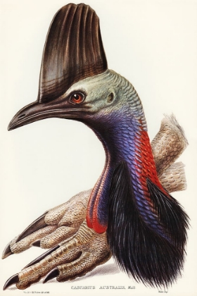 Picture of AUSTRALIAN CASSOWARY-CASUARIUS AUSTRALIS