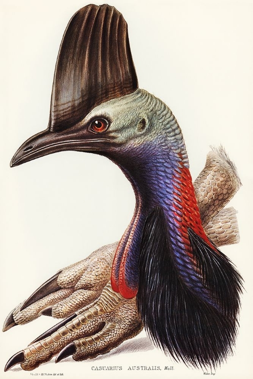 Picture of AUSTRALIAN CASSOWARY-CASUARIUS AUSTRALIS