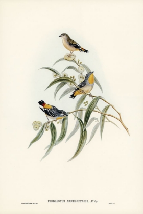 Picture of YELLOW-RUMPED PARDALOTE-PARDALOTUS XANTHOPYGIUS