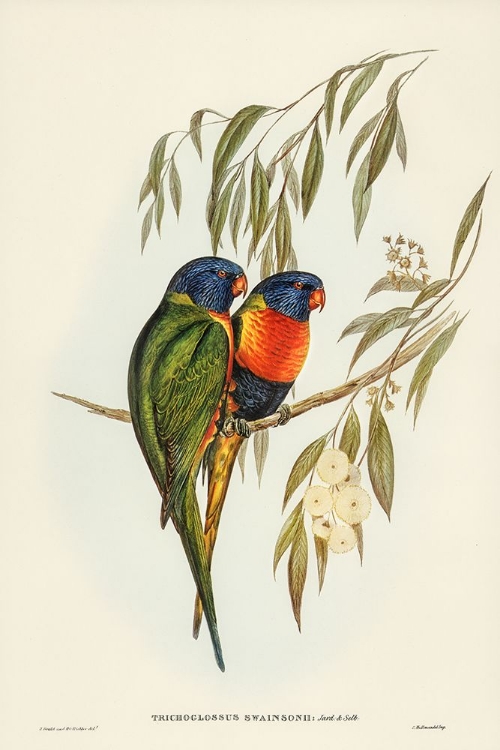 Picture of SWAINSONS LORIKEET-TRICHOGLOSSUS SWAINSONII