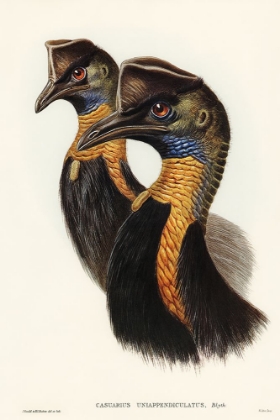 Picture of ONE-CARUNCULATED CASSOWARY-CASUARIUS UNIAPPENDICULATUS