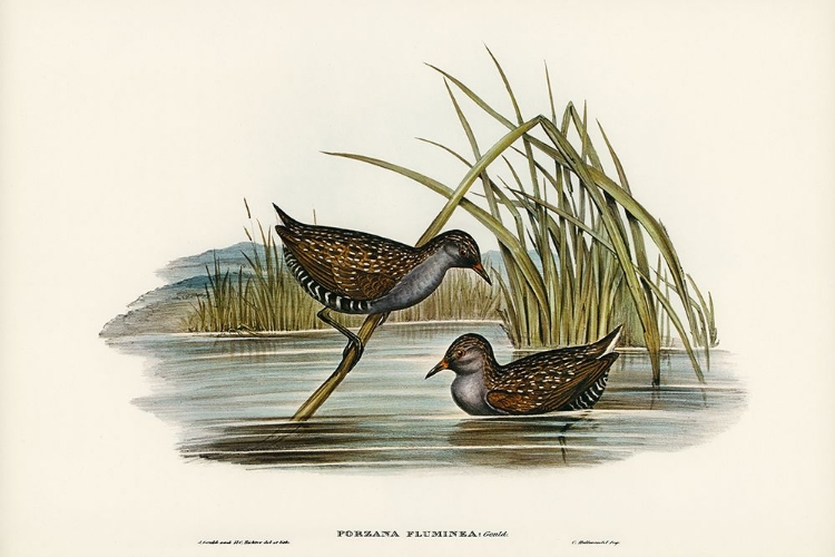 Picture of SPOTTED WATER CRAKE-PORZANA FLUMINEA