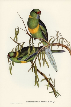 Picture of BARNARDS PARAKEET-PLATYCERCUS BARNARDII